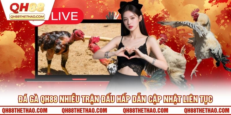 Đá gà QH88 nhiều trận đấu hấp dẫn cập nhật liên tục
